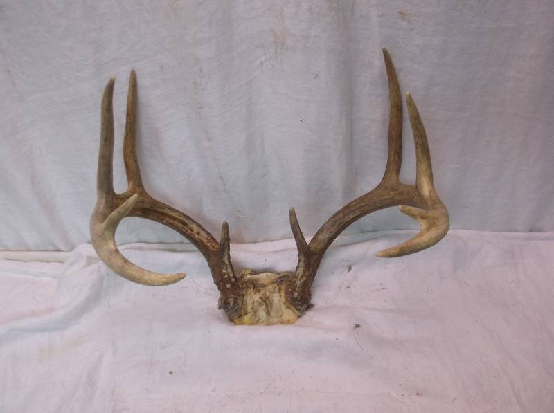 Deer Rack