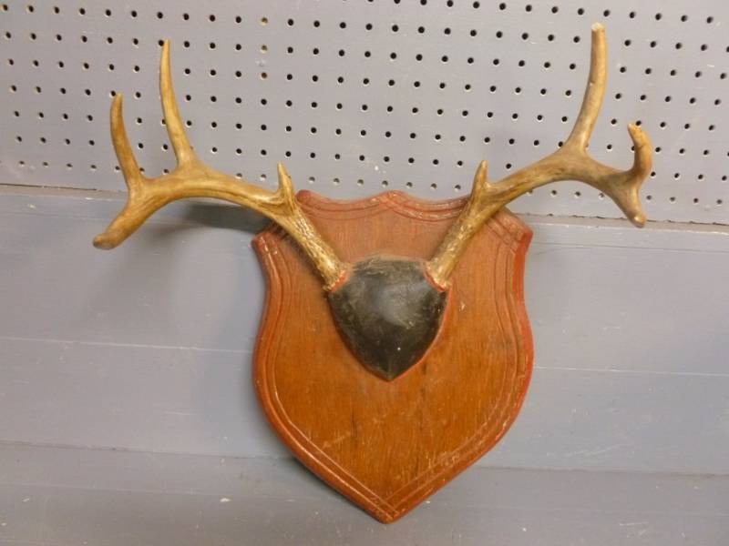 lot 35 image: Deer Antler