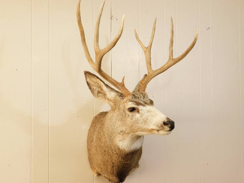 lot 1 image: 10 Point Whitetail Deer Shoulder Mount