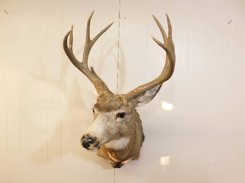 lot 4 image: 8-Point Whitetail Deer Shoulder Mount