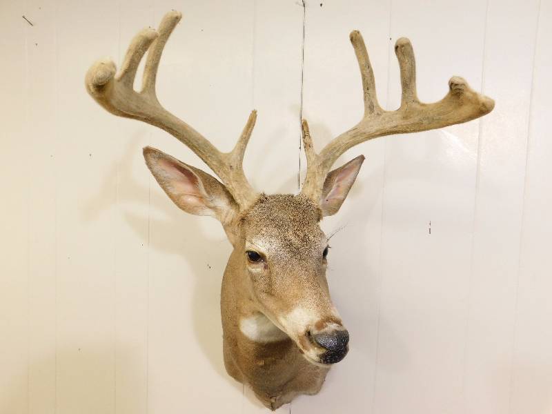 lot 6 image: 8-Point Velvet Antler Whitetail Deer Shoulder Mount