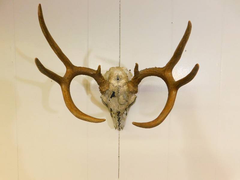 lot 9 image: 8-Point Deer European Mount