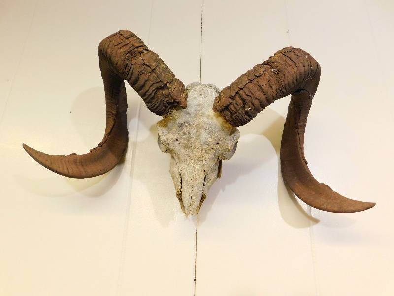 lot 10 image: Sheep Skull Mount