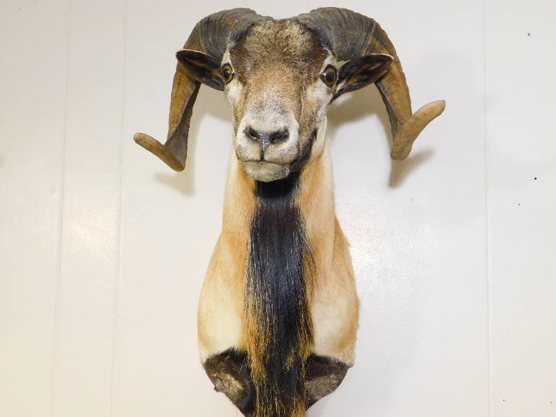 lot 11 image: Corsican Ram Shoulder Mount