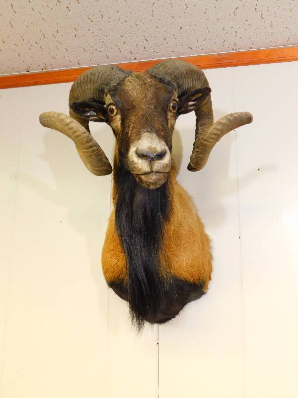 lot 12 image: Corsican Ram Shoulder Mount