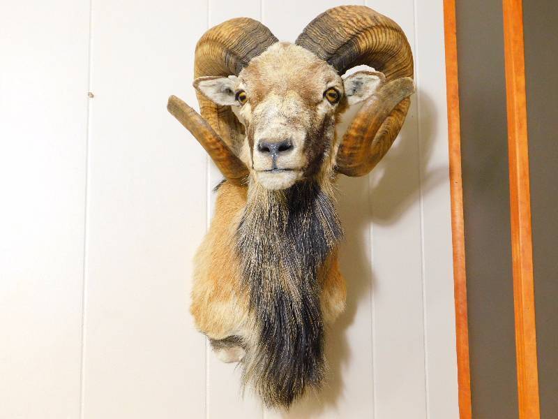 lot 13 image: Corsican Ram Shoulder Mount