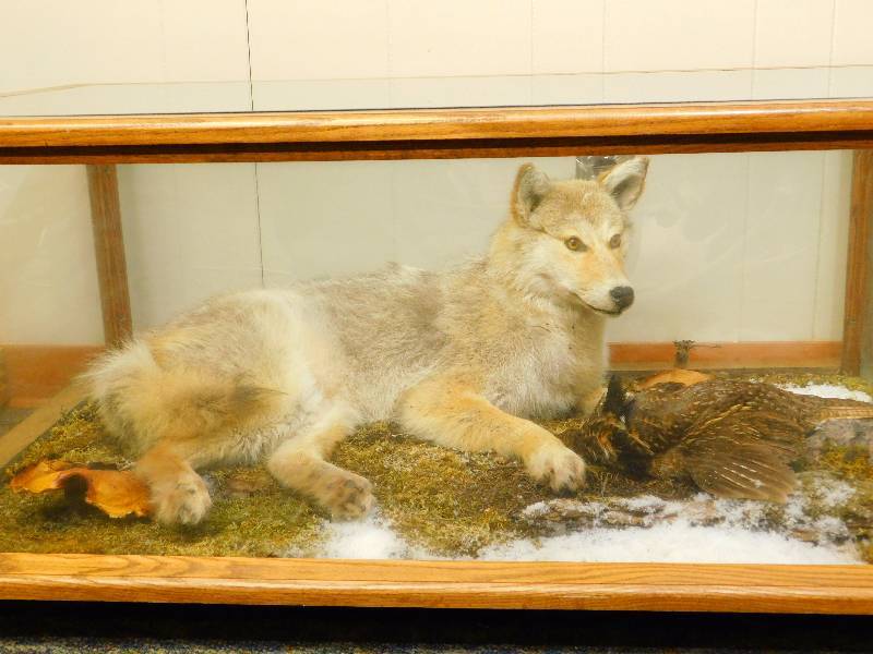 lot 14 image: Coyote and Grouse Coffee Table Taxidermy Mount
