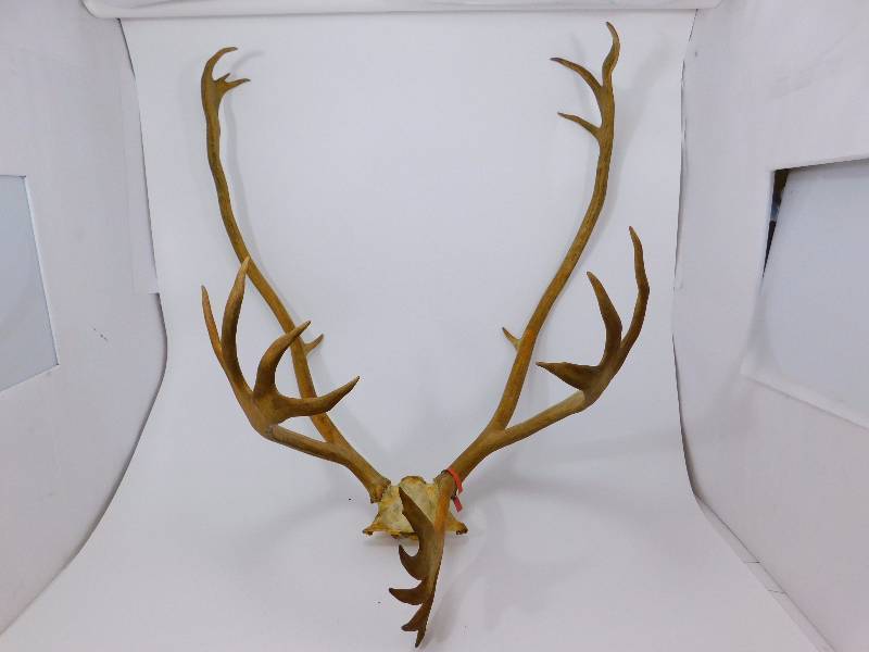lot 17 image: Caribou Antlers