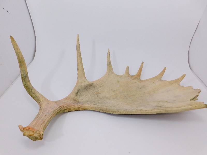 lot 19 image: Moose Antler