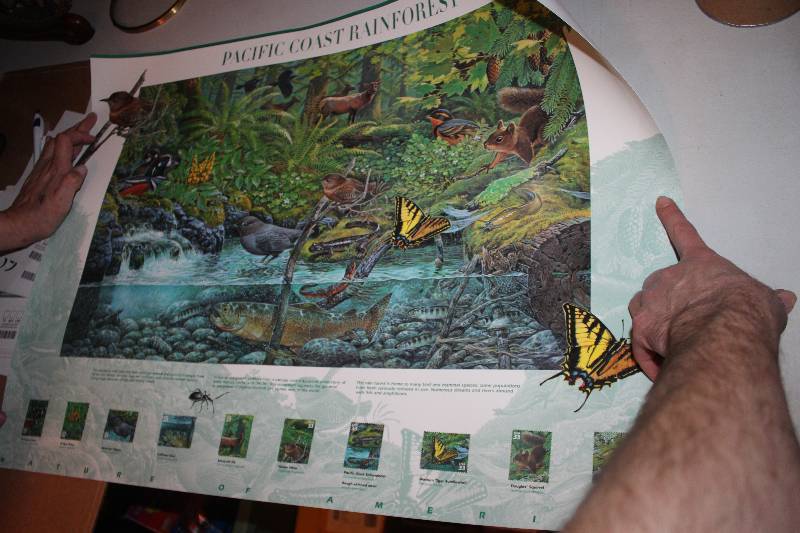 lot 146 image: Pacific Coast Rainforest Poster