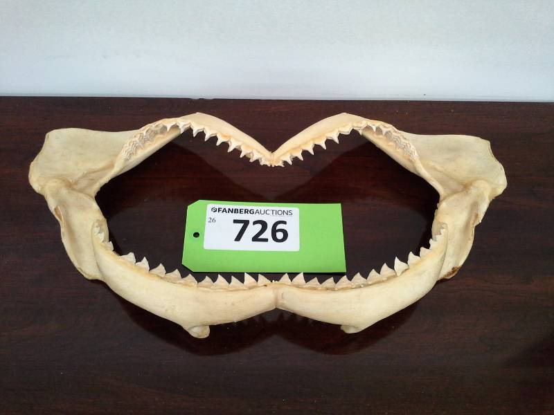 lot 726 image: Aquatic Jaw Bone