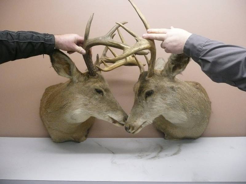 lot 52 image: DUELING BUCKS MOUNT VERY COOL ORIGINAL MOUNT - TAXIDERMY - SEE PICTURES
