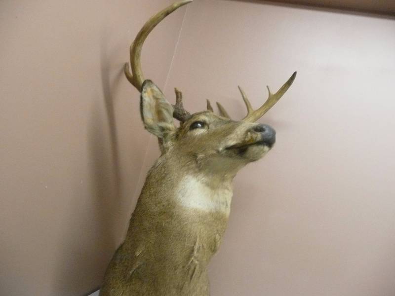 lot 53 image: BUCK MOUNT VERY COOL  - TAXIDERMY - SEE PICTURES