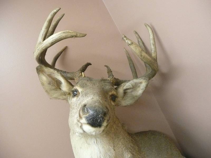 lot 54 image: BUCK MOUNT VERY COOL  - TAXIDERMY - SEE PICTURES
