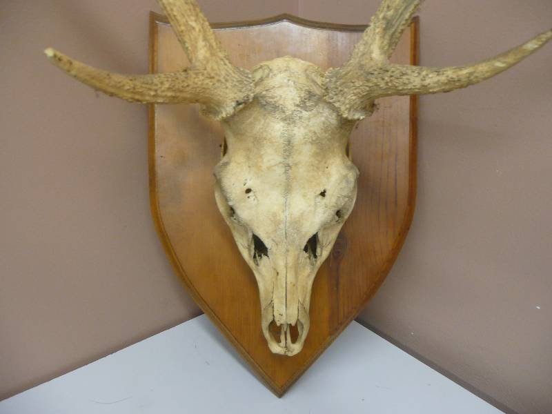 lot 56 image: ANTIQUEVINTAGE TAXIDERMY SKULLANTLERS PLAQUE MOUNT - VERY COOL SEE PICTURES