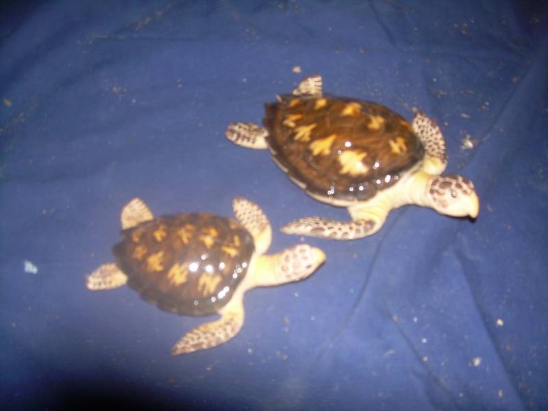 2 RESIN SEA TURTLES