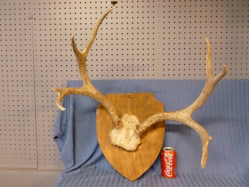 lot 7 image: Deer Antler