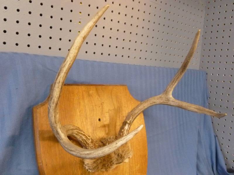 lot 8 image: Deer Antler