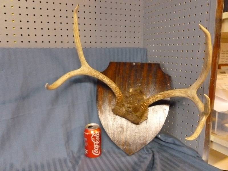lot 9 image: Deer Antler