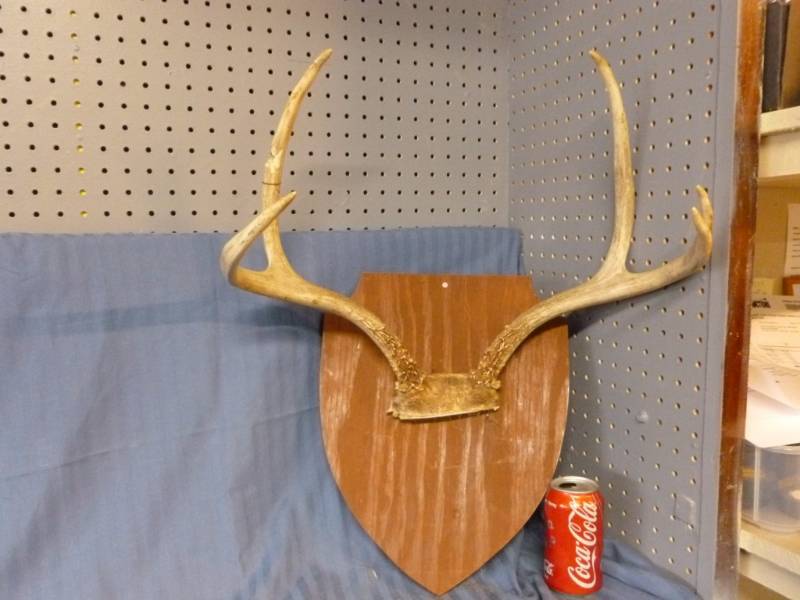lot 10 image: Deer Antler