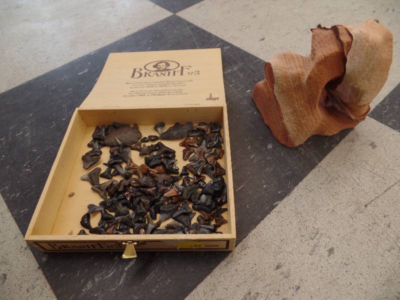 Assorted shark teeth and arrow heads