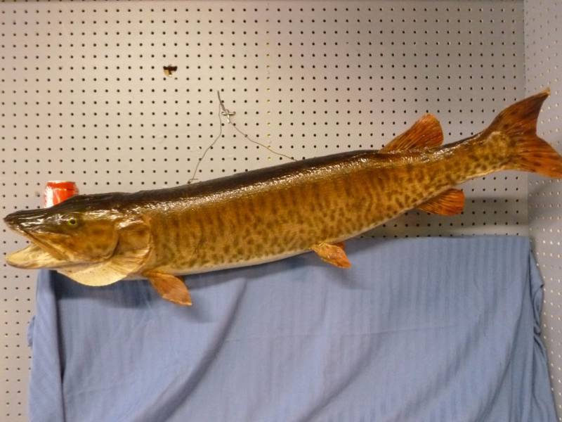 lot 5 image: Muskie Fish Mount