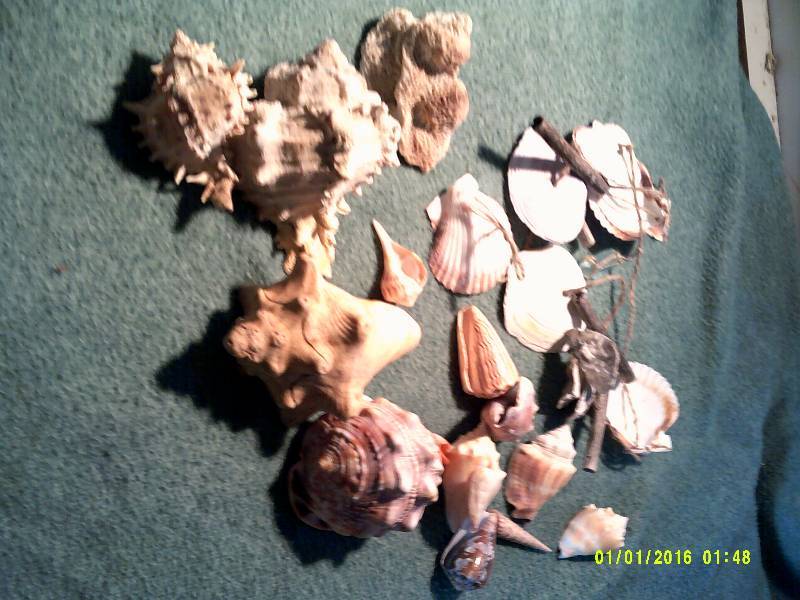 SEASHELLS