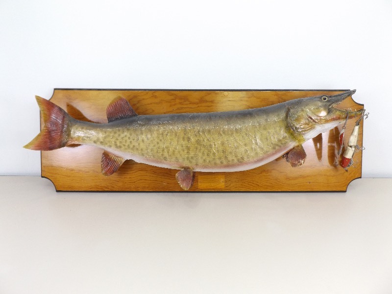 Large MuskyMuskellunge Mount with Vintage Lures
