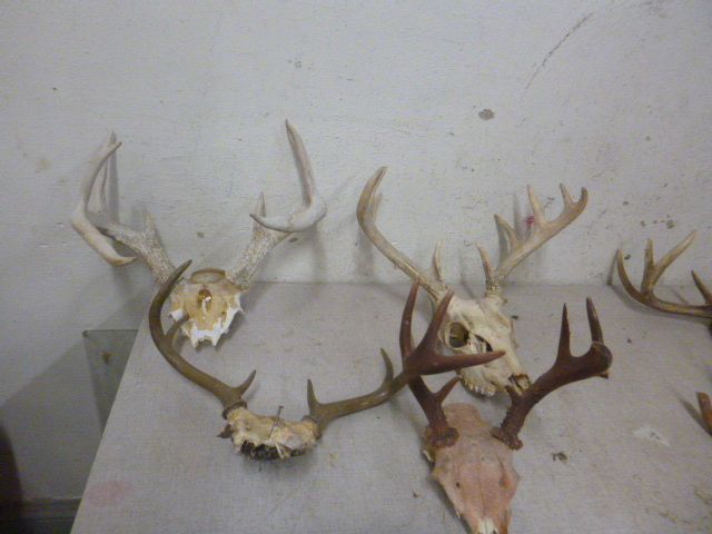 lot 99 image: 4 Skull Cap Deer Antlers