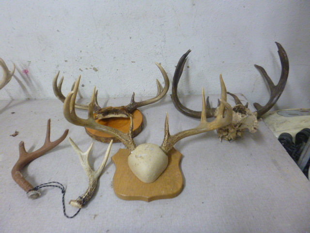 lot 100 image: 3 Skull Cap Deer Antlers