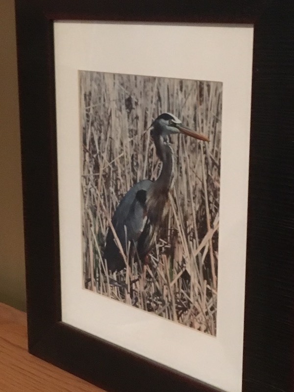 lot 53 image: Bird Picture
