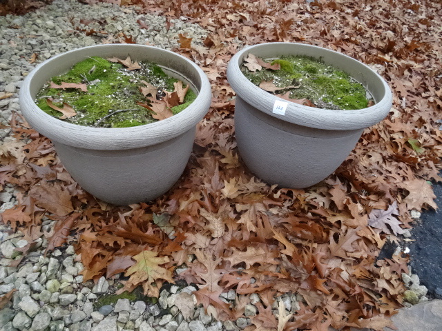 lot 160 image: 2 Flower Pots WSoil