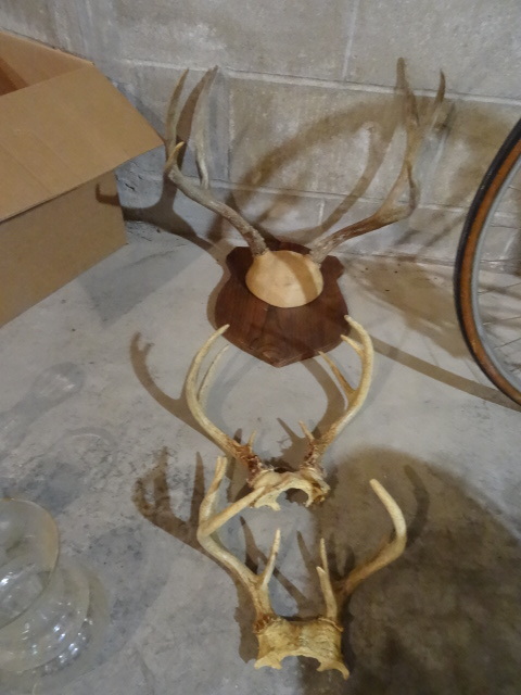 lot 220 image: Mule Deer & 2 White Tail Rocks
