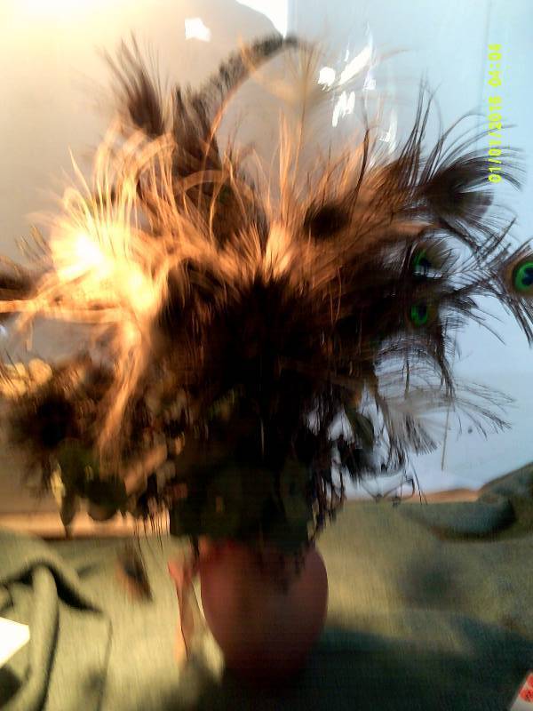 PEACOCK FEATHERS