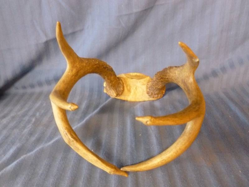 lot 135 image: Deer Antler