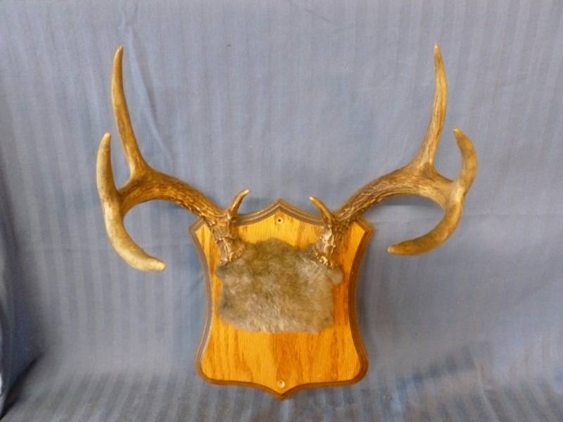 lot 136 image: Deer Antler