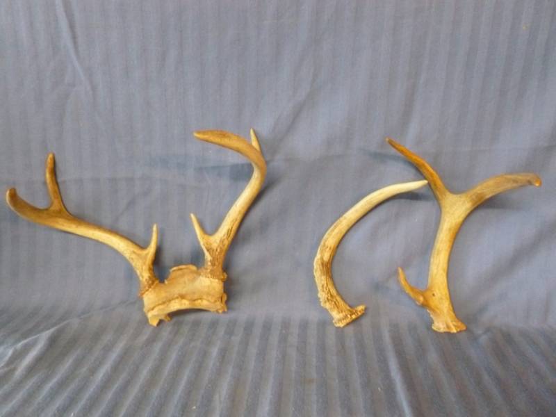 lot 137 image: Deer Antlers