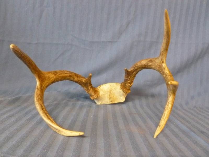 lot 139 image: Deer Antler