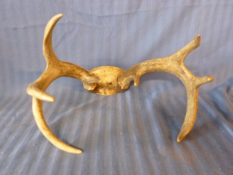 lot 140 image: Deer Antler
