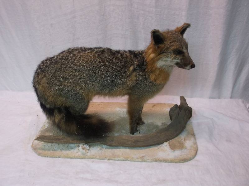Fox