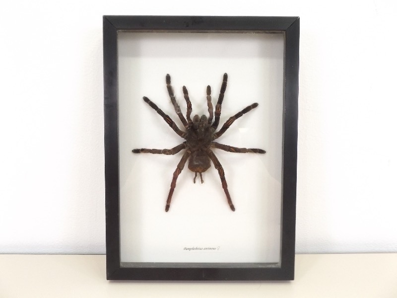 Real Framed Large Tarantula