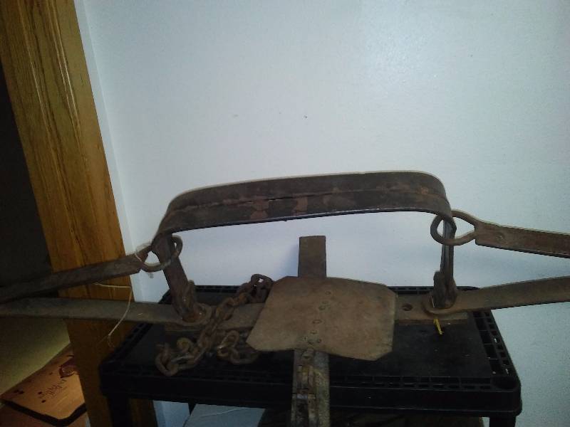 lot 142 image: GIANT Bear or Bigfoot Trap 45 inches W x 16-inch jaw - Biggest Ive ever seen