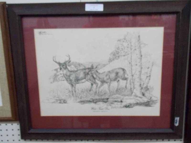 lot 18 image: White Tailed Deer Gather Ink Sketching Odocoileus Virginianus W.D Gather W.D Gaither A series Plate XI