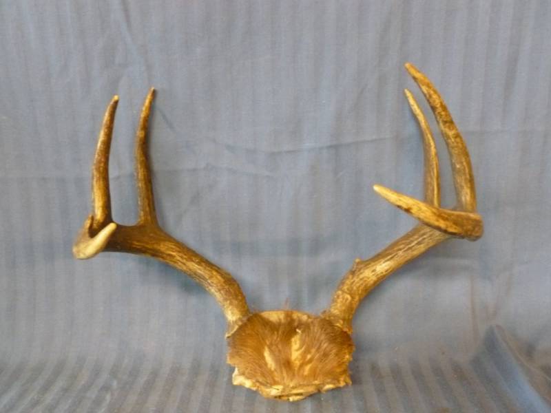 lot 96 image: Deer Antler
