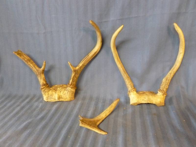 lot 97 image: Deer Antlers