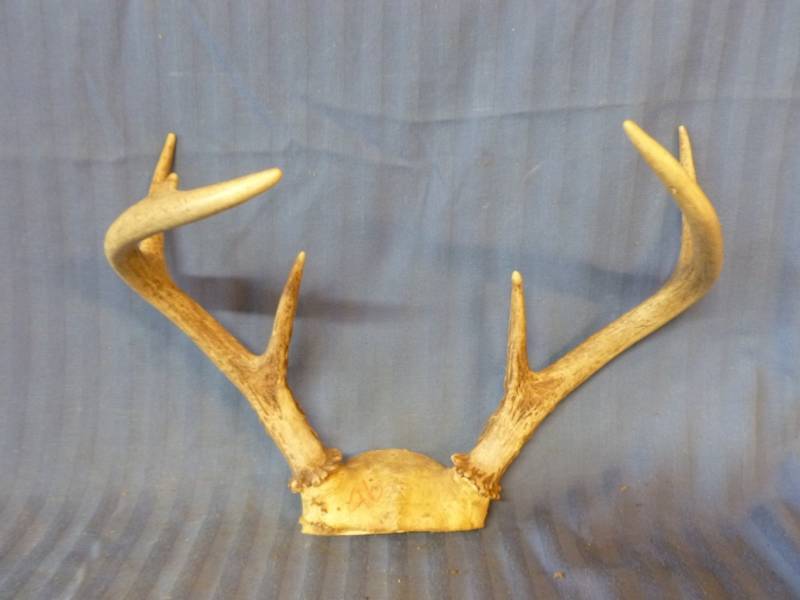 lot 98 image: Deer Antler