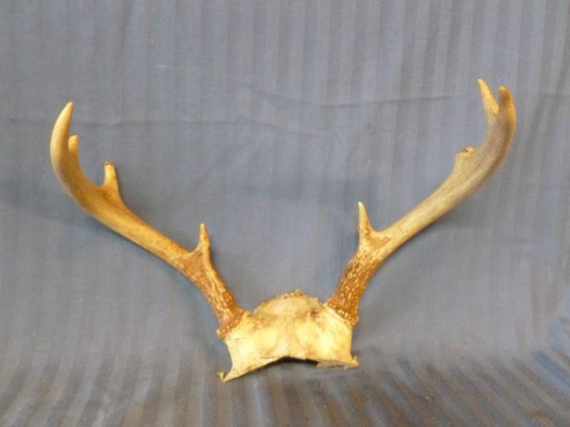 lot 99 image: Deer Antler