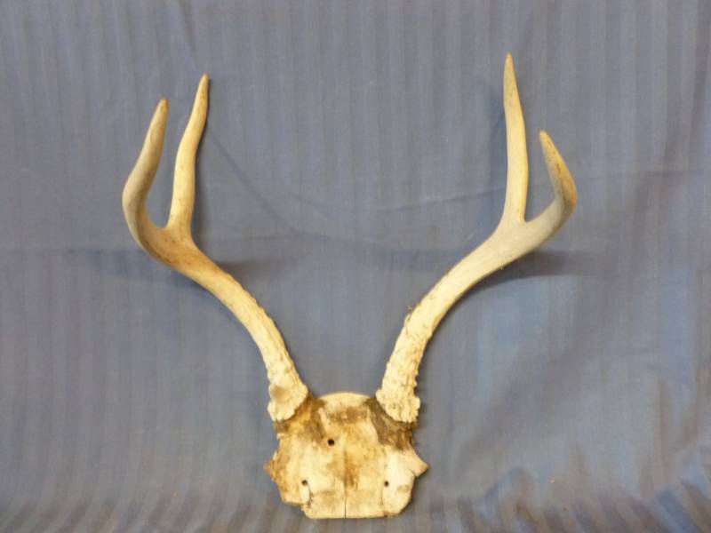 lot 100 image: Deer Antler