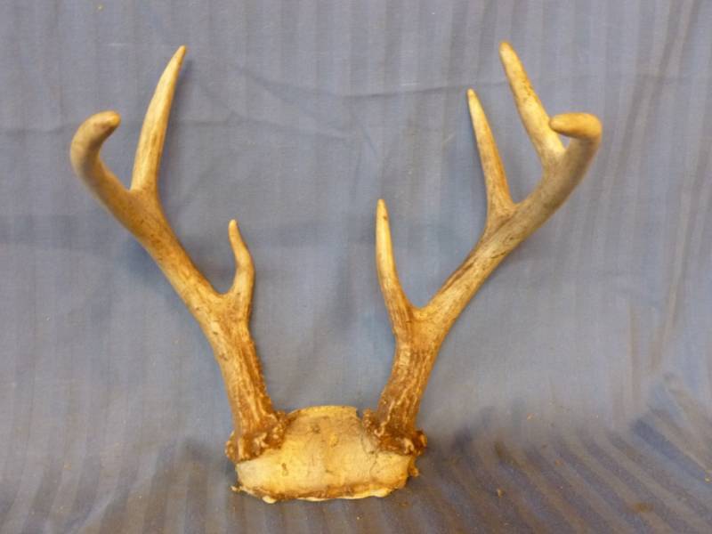 lot 101 image: Deer Antler
