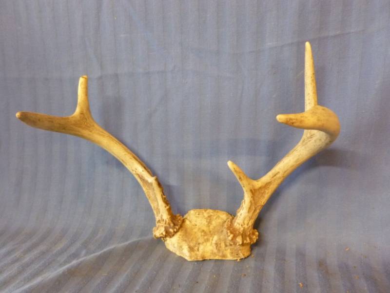 lot 102 image: Deer Antler
